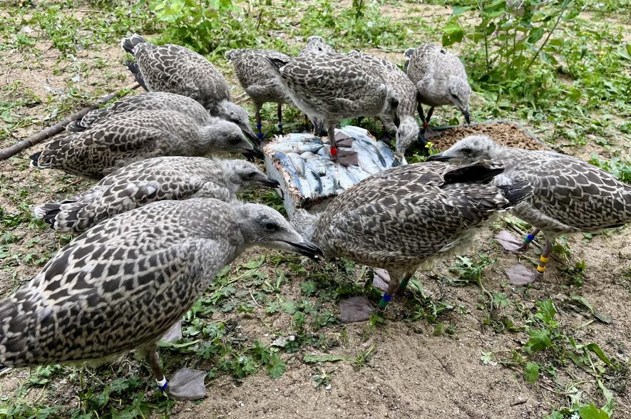 Na de experimenten wennen in de grote vliegkooi