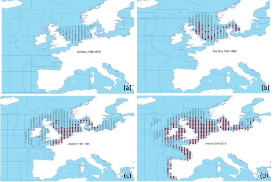 Aanwezigheid (rode bollen) van ansjovis in ICES-zones (1699-2015)
