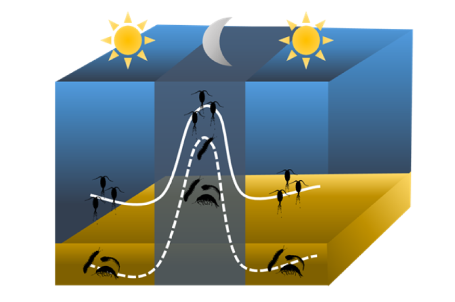 Verticale migratie van roeipootkreeftjes en benthische organismen