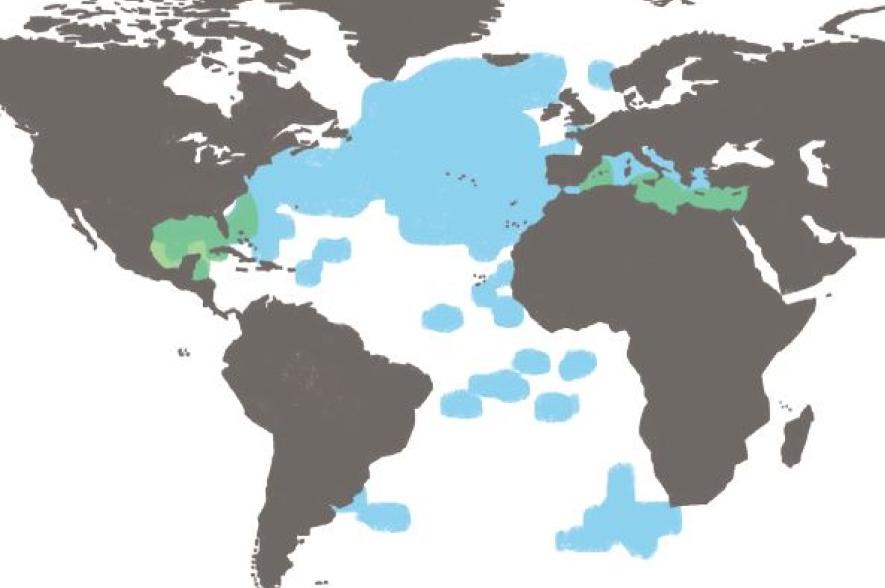 Blauwvintonijn verspreiding
