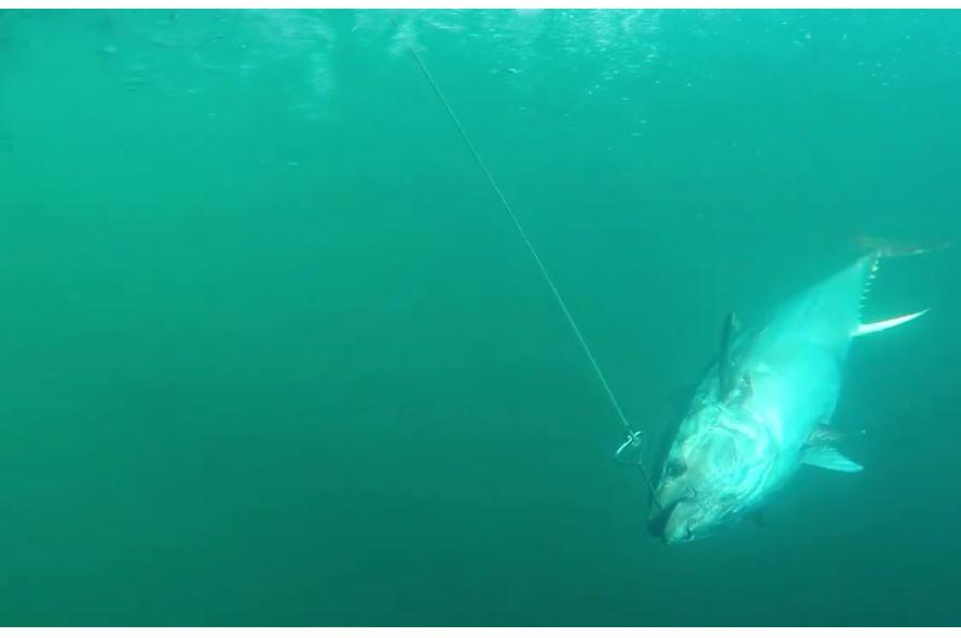 Atlantische blauwvintonijn opgevist in Skaggerak