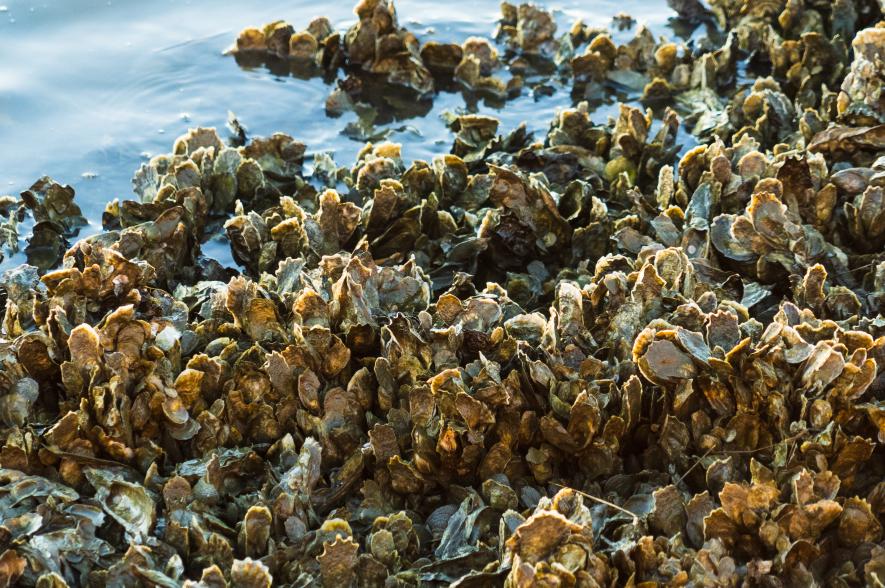 Oesterrif op het wad