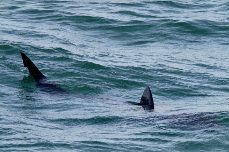 Reuzenhaai gespot vanaf RV Simon Stevin 31.10.2014