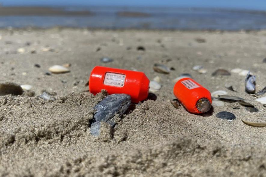 Felgekeurde viszenders spoelen aan op het strand
