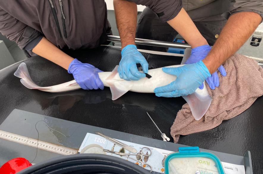 Onderzoekers voorzien een gevlekte gladde haai van een zender