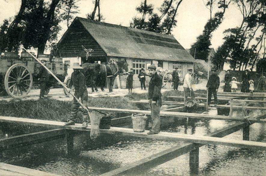 Oesterpark van de familie Deswarte in Nieuwpoort