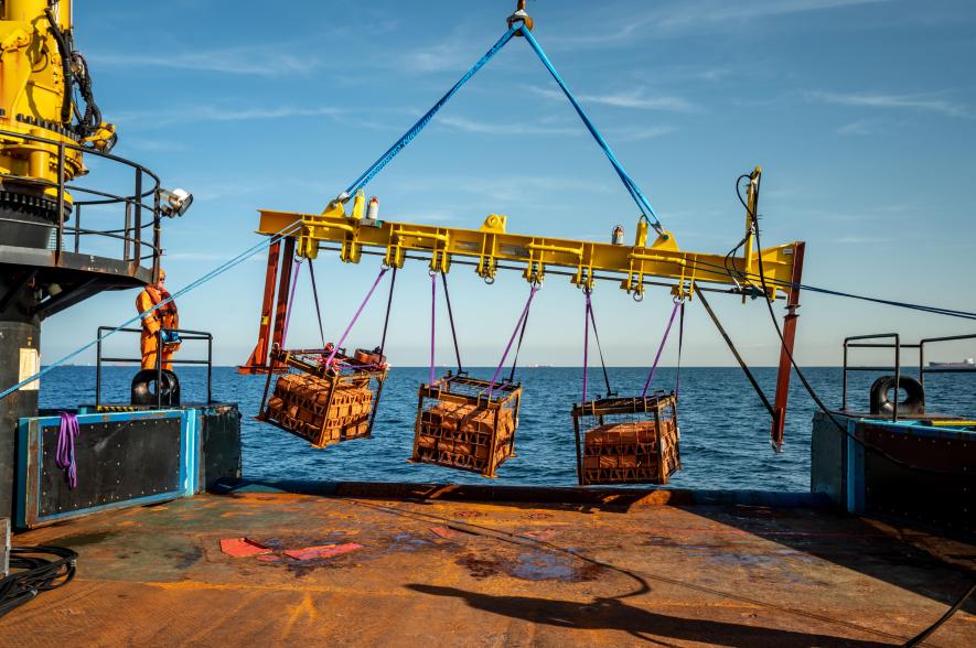 enkele van de in juli 2025 uitgezette artificiële riffen