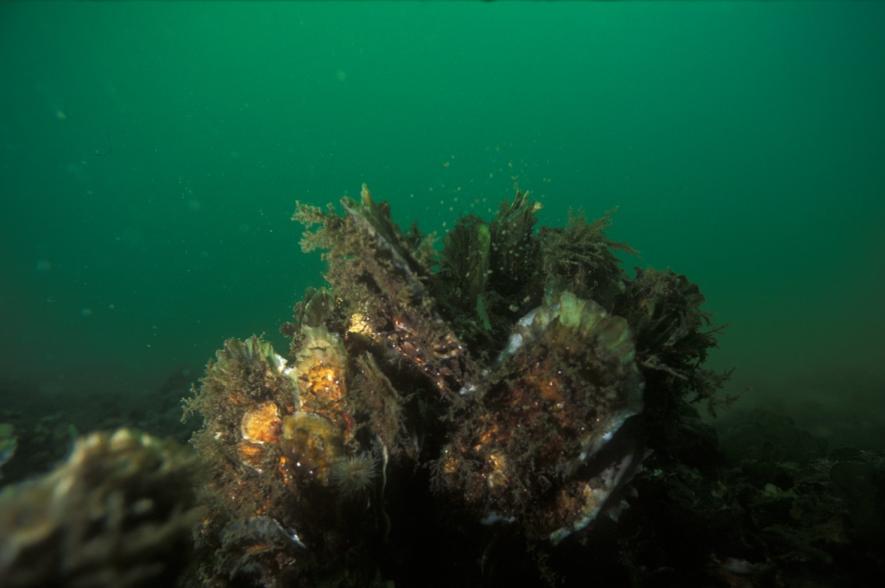 Onderwaterbeeld van een deel van een oesterrif 