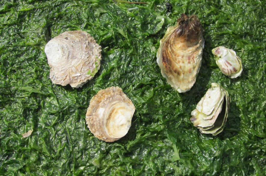 Platte oester (links) en Japanse oester (rechts)