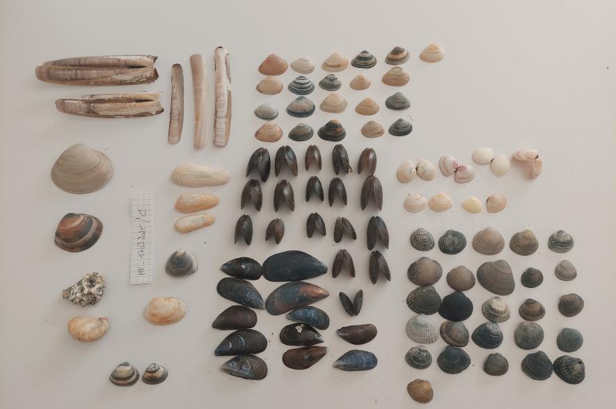 Het staal wordt gesorteerd per soort, enkele schelpen en doubletten apart