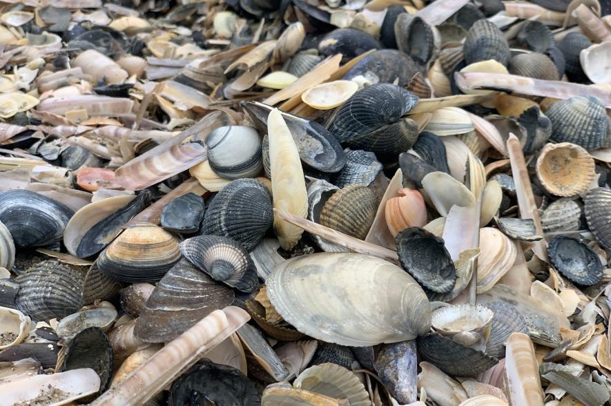 Aangespoelde schelpen in de vloedlijn