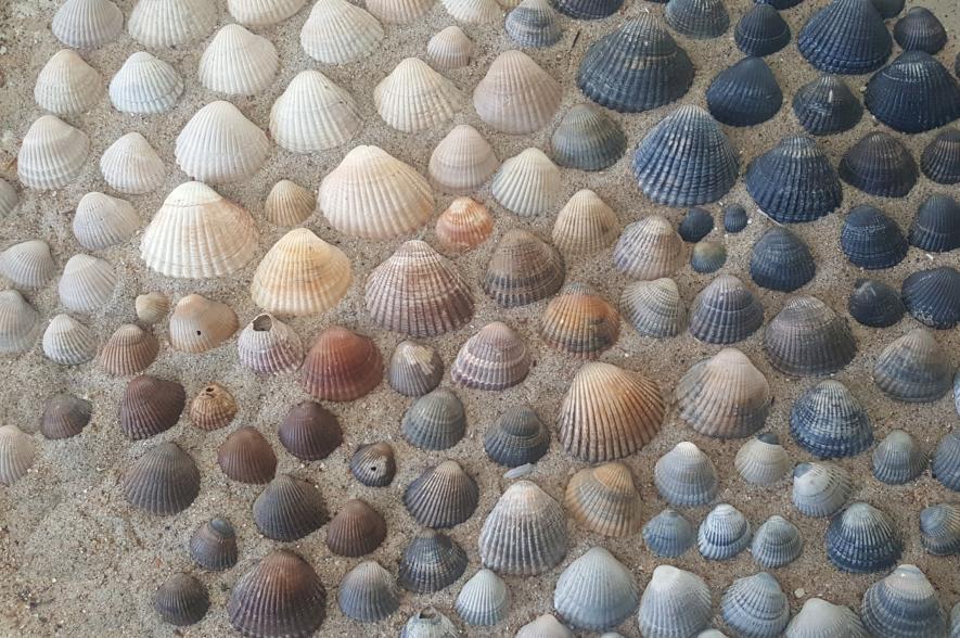 Kokkels in 50 tinten