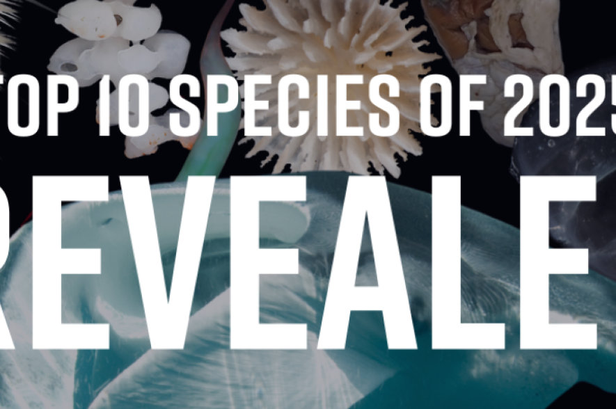 10 meest opmerkkelijke nieuw ontdekste mariene soorten in 2025